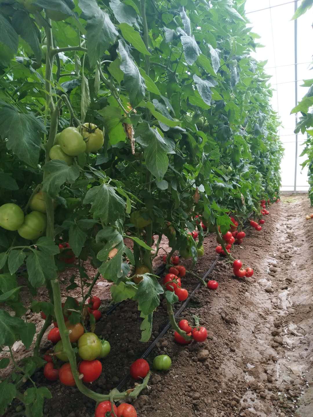91视频污污APP下载案例